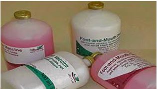 South Africa introduces first indigenous foot-and-mouth disease (FMD) vaccine